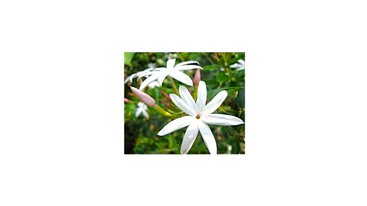 Lakpura Jasmine Plant