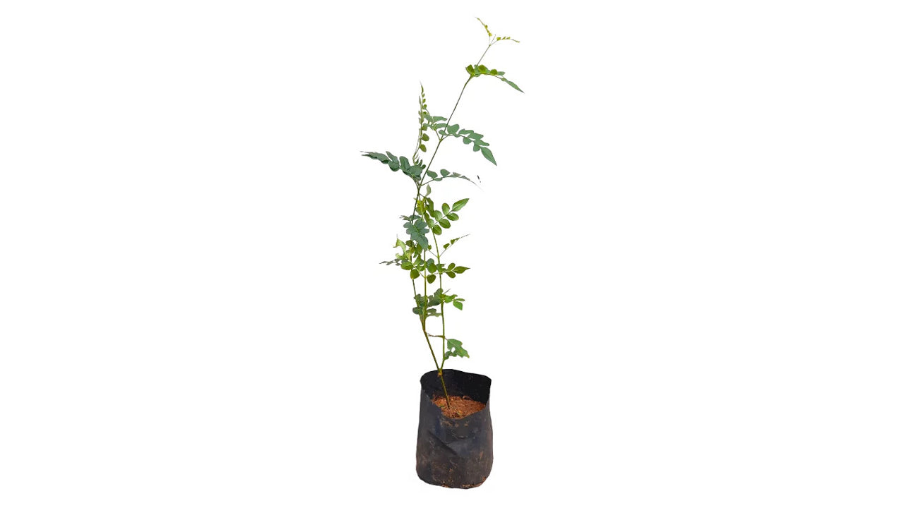 Lakpura Jasmine Plant