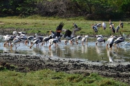 Wild Wonders and Sacred Spaces Tour from Hikkaduwa (2 Days)