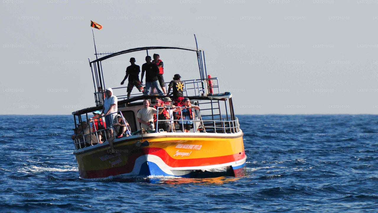 Whale Watching from Tangalle on Shared Boat