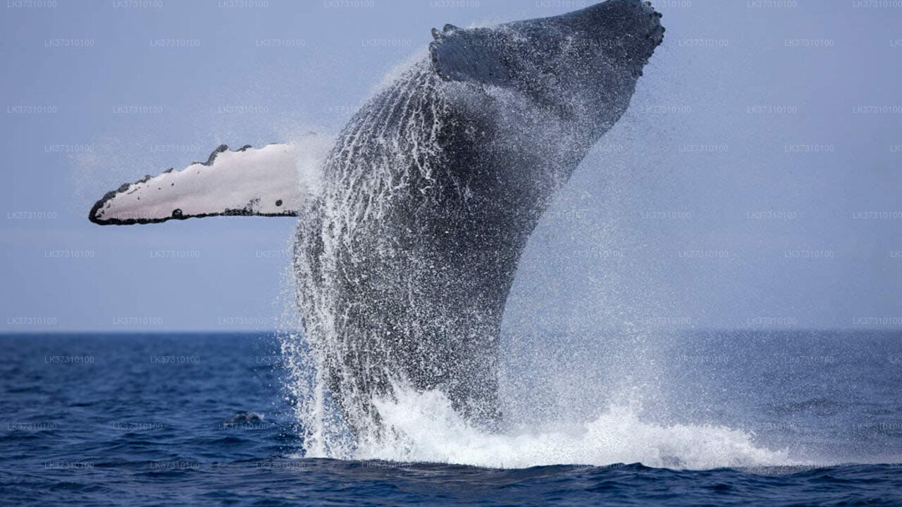 Whale Watching from Ahangama on Shared Boat