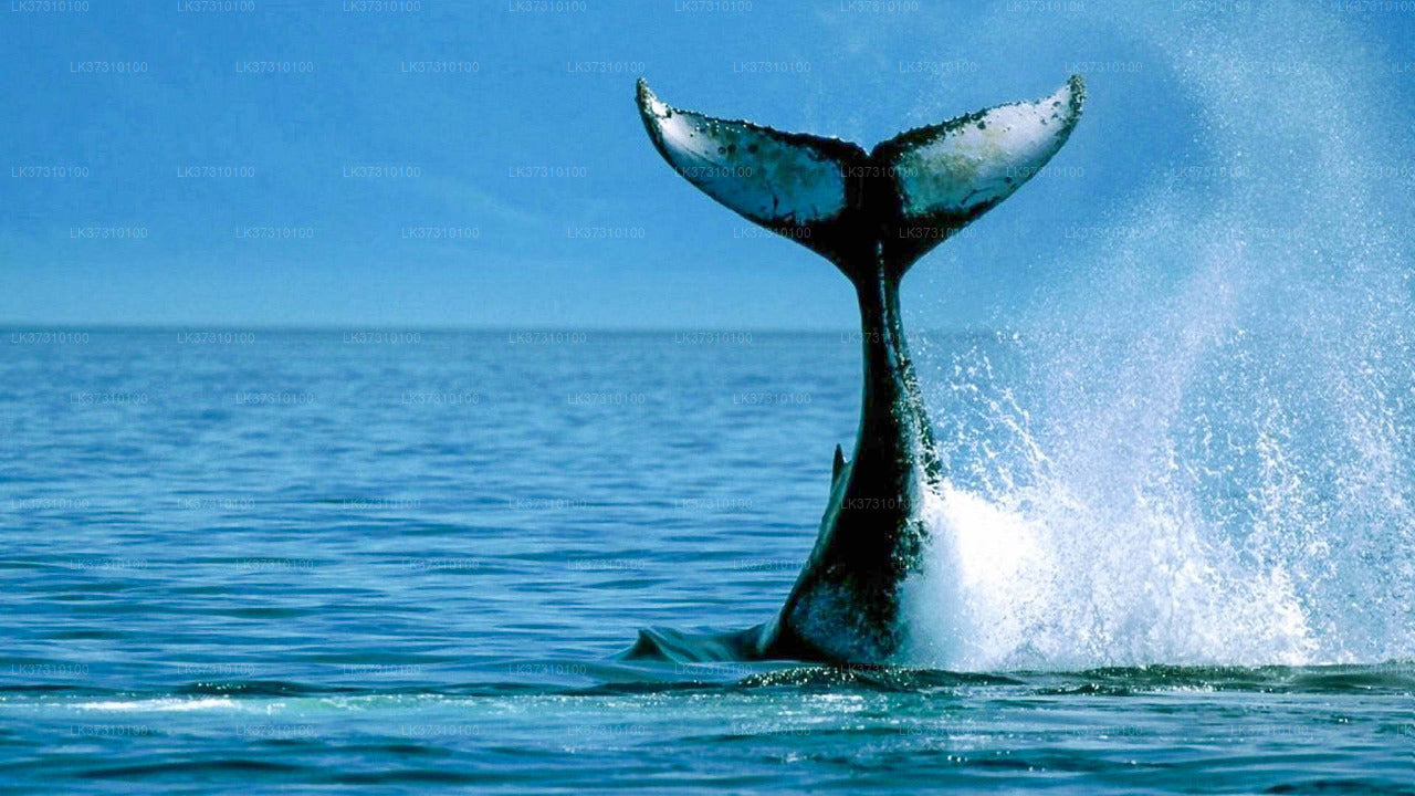 Whale Watching from Ahangama on Shared Boat