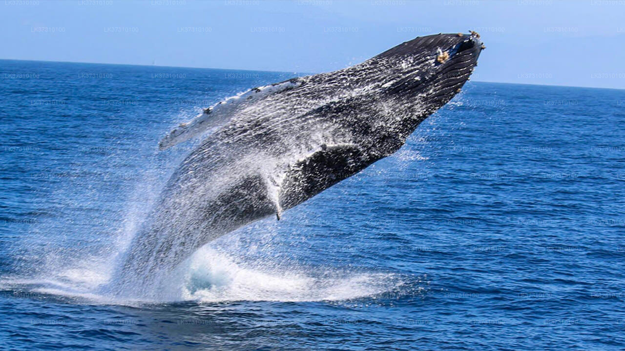 Whale Watching from Ahangama on Shared Boat