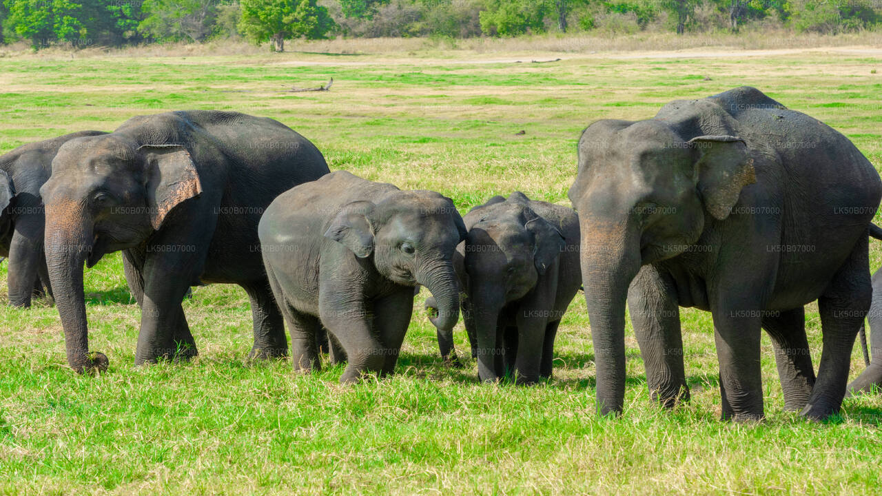 Minneriya National Park Private Safari from Polonnaruwa