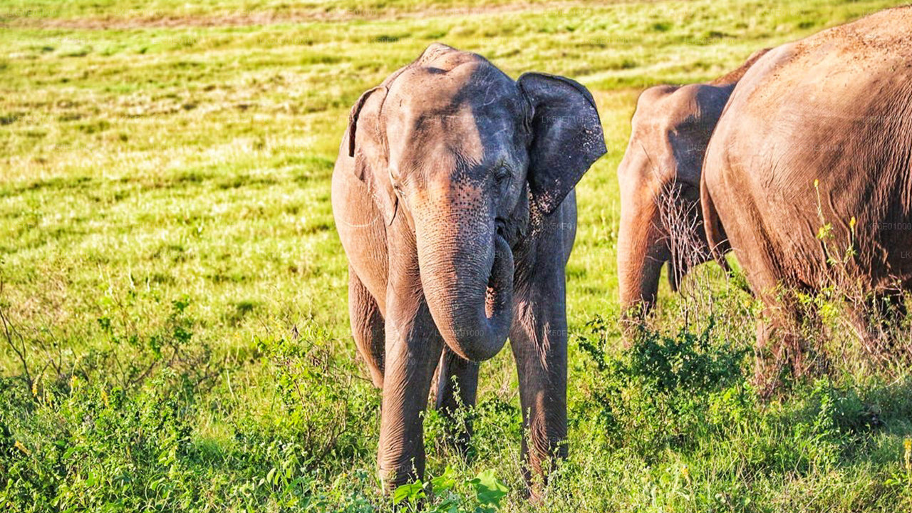 Alt text: Close-up of an Asian elephant standing on green grassland with other elephants partially visible in the background.