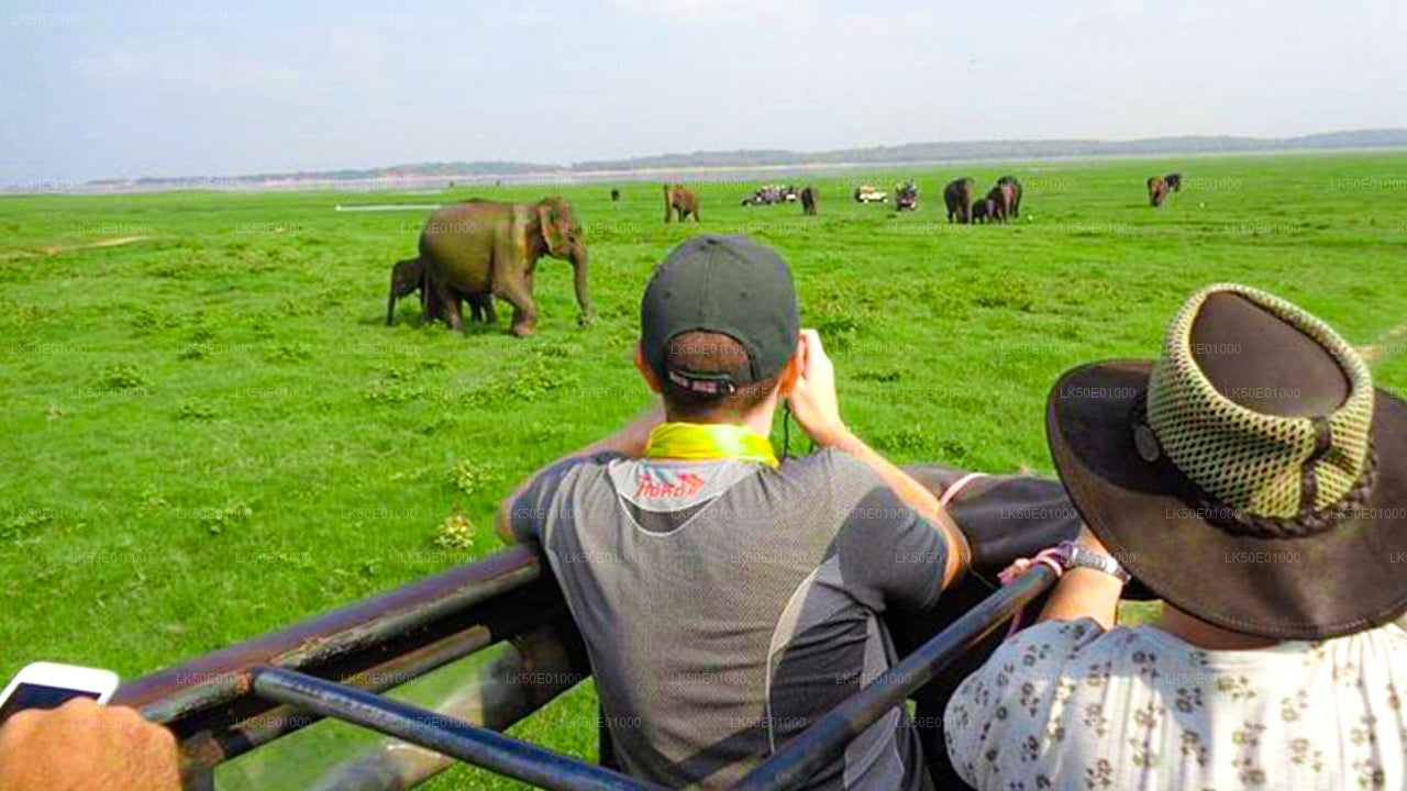 Alt text: Tourists on a safari jeep photographing a herd of elephants grazing on lush green grasslands.