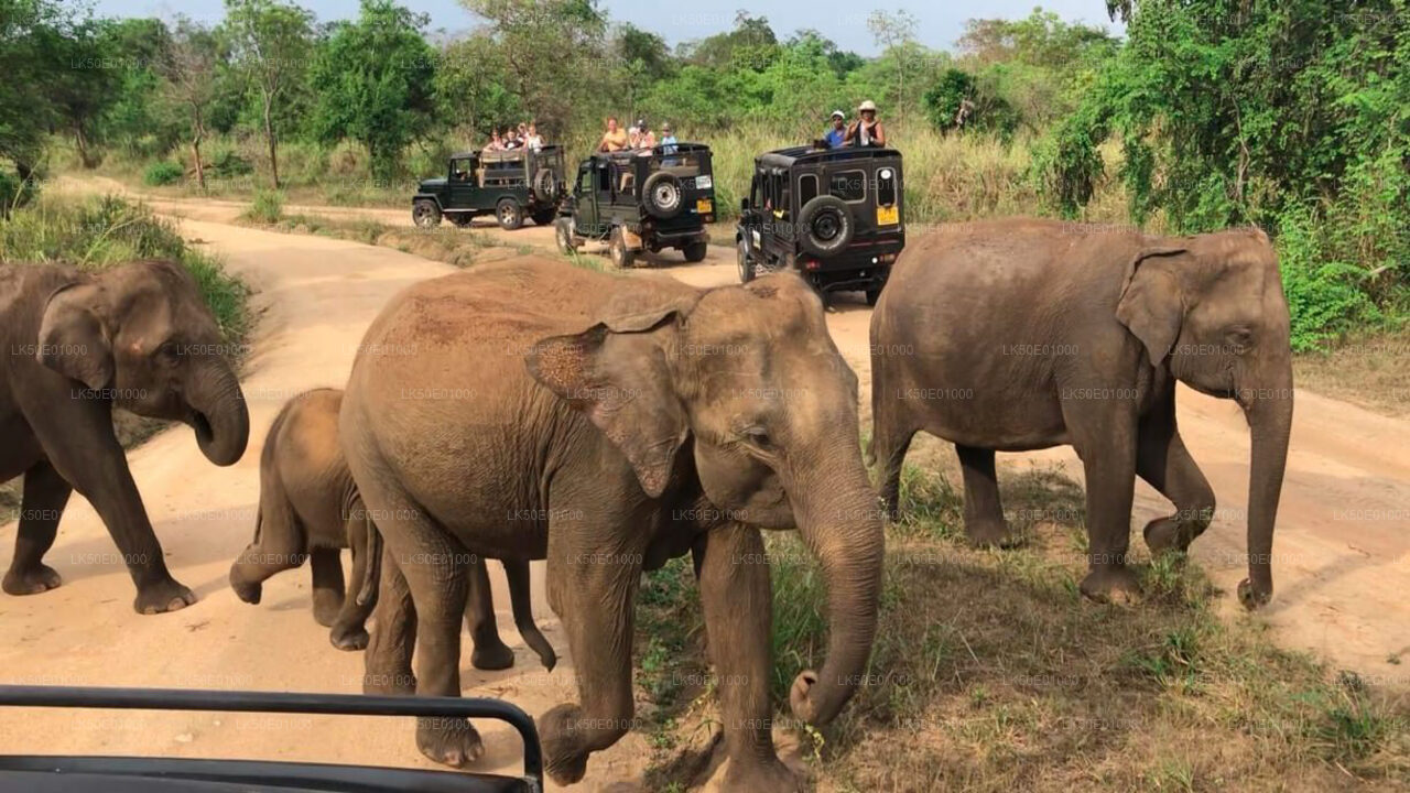 Alt text: A herd of elephants crossing a dirt road while safari jeeps with tourists observe them in a wildlife park.