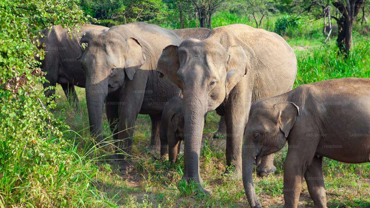 Alt text: A herd of Asian elephants, including calves, standing together in a forest clearing with green vegetation.