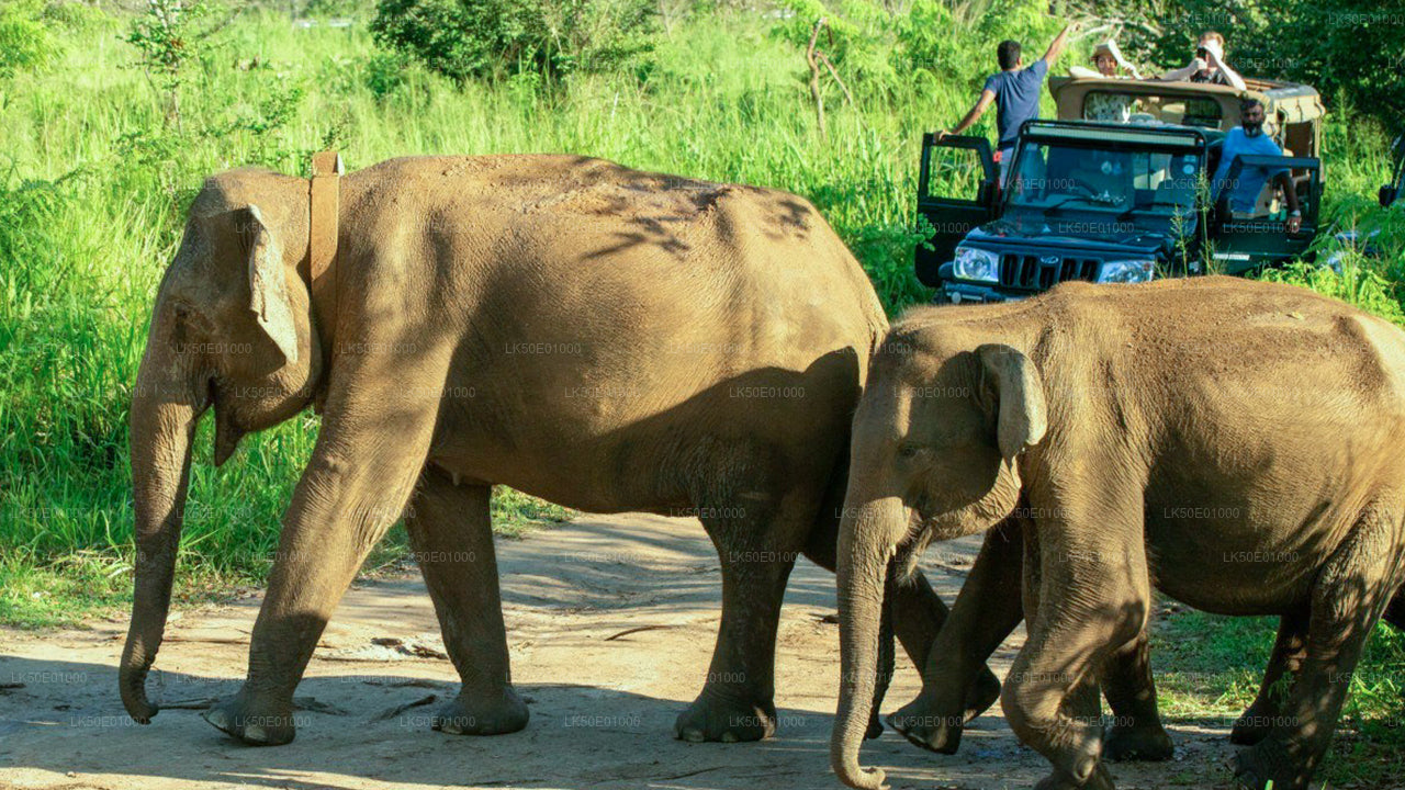 Alt text: A group of wild elephants, including a calf, walking across a dirt path while tourists observe from safari jeeps in a national park.