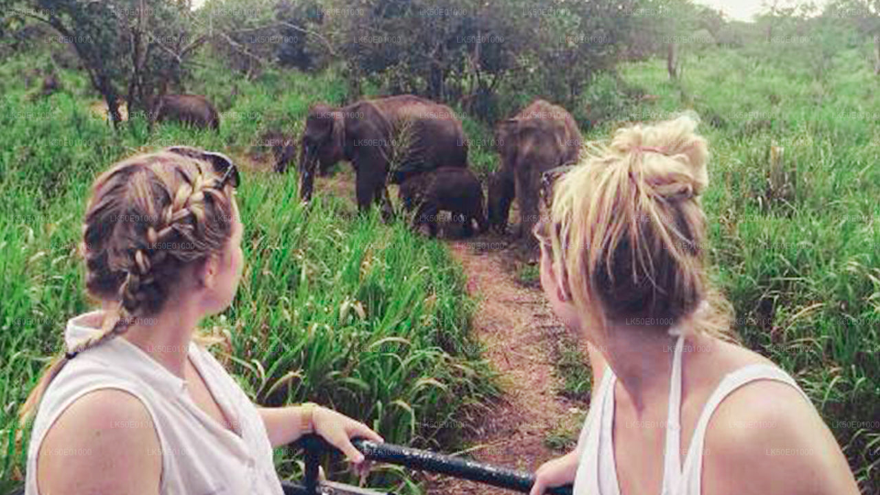 Two tourists on a jeep safari observing a herd of wild elephants walking through tall green grass in a Sri Lankan national park.