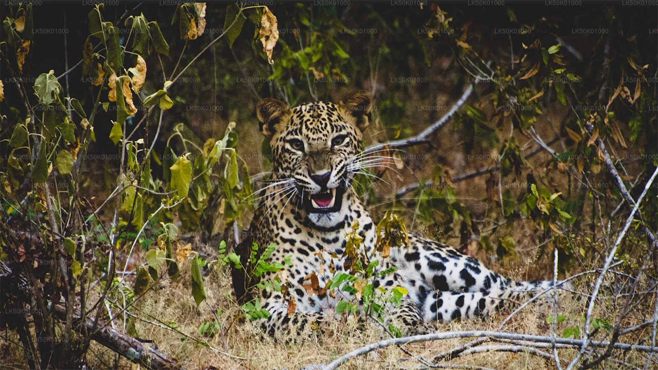 Lunugamvehera National Park Private Safari