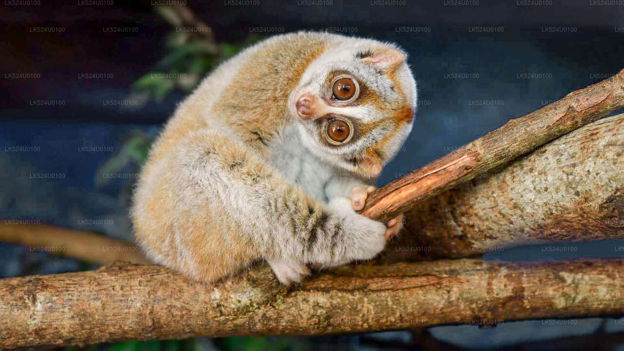 Loris Watching from Sinharaja Rainforest