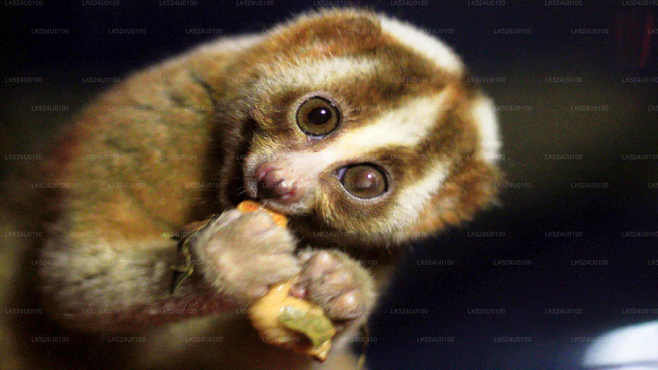 Loris Watching from Sinharaja Rainforest