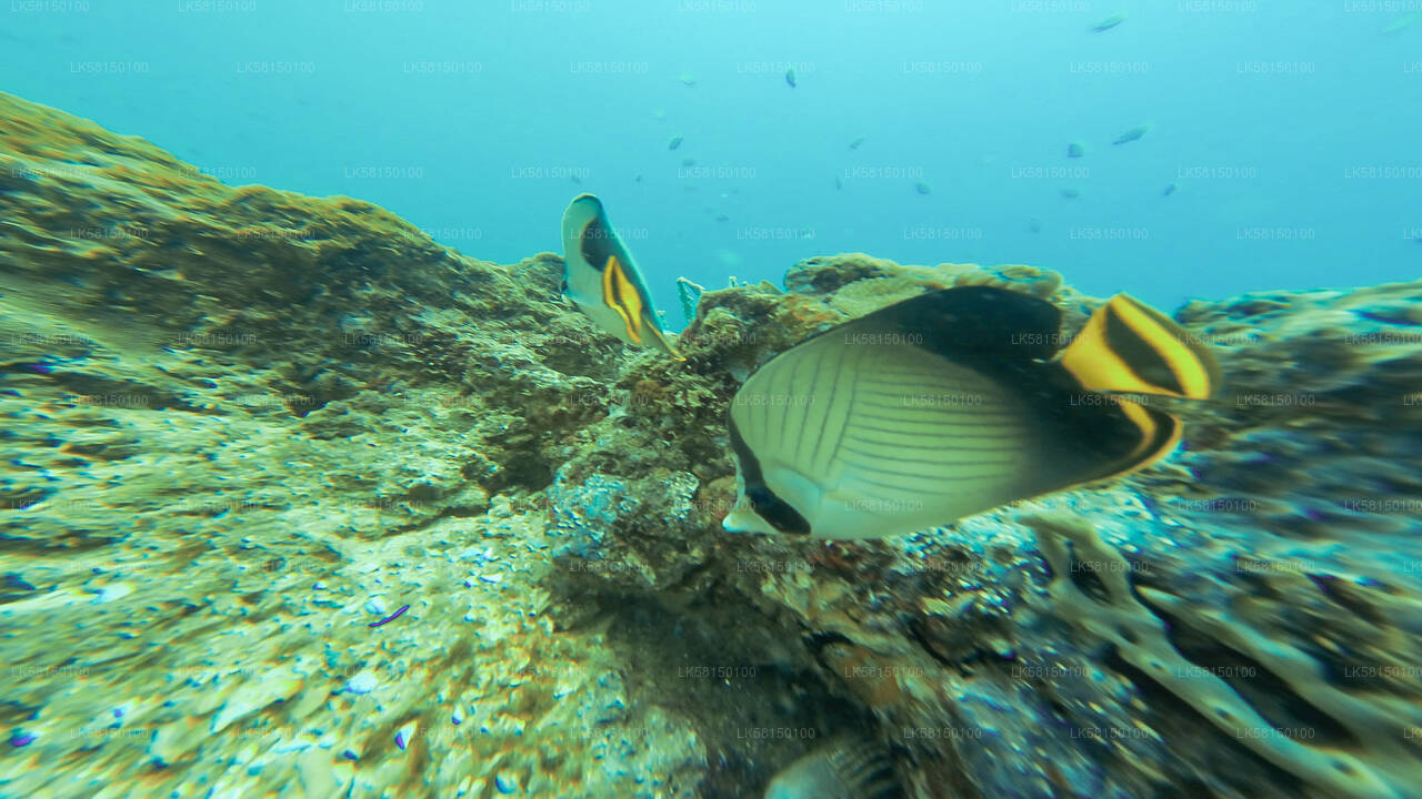 Snorkeling in Talawila St. Anne's Reef