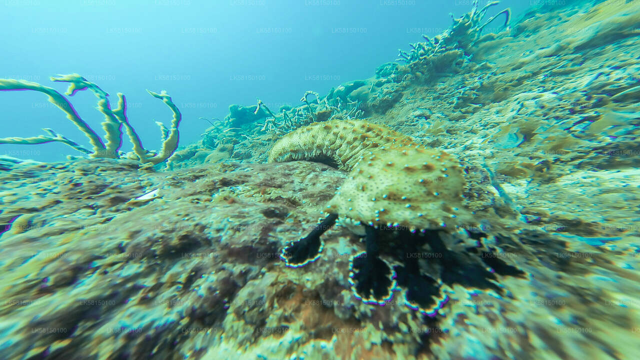 Snorkeling in Talawila St. Anne's Reef