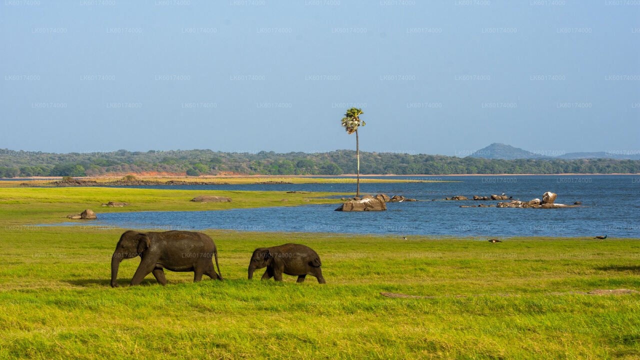 Minneriya National Park Safari from Kandy