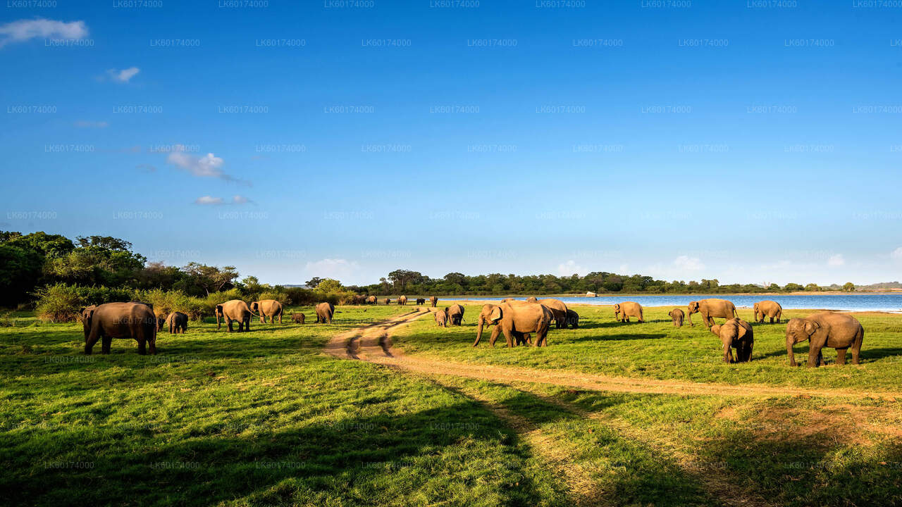 Minneriya National Park Safari from Kandy