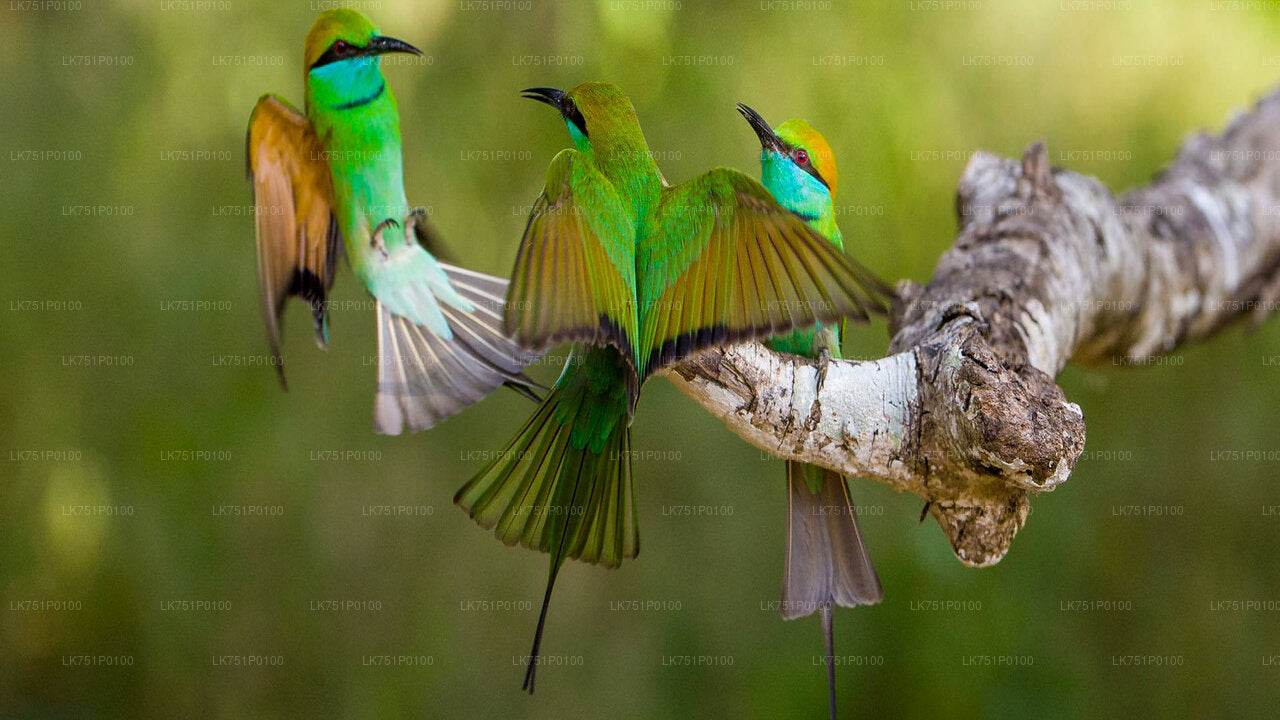 Birdwatching at Muthurajawela Marsh from Negombo