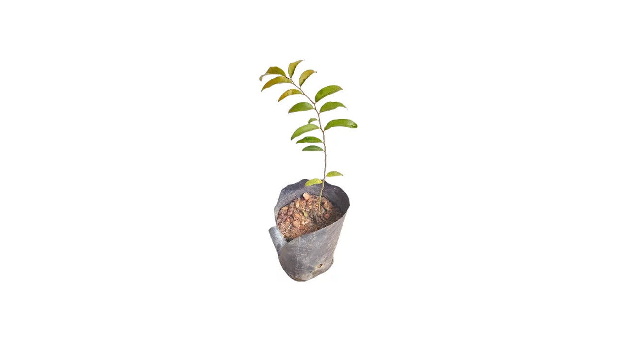 Lakpura Malla Plant