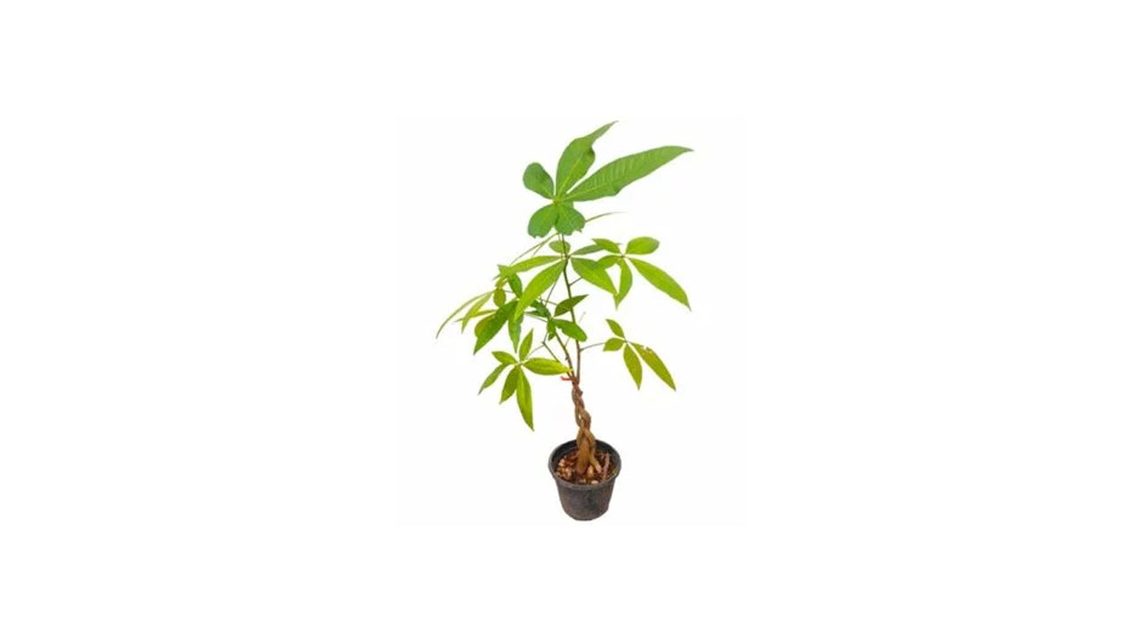 Pachira Plant (පැචිරා) Flower and Exotic Plant