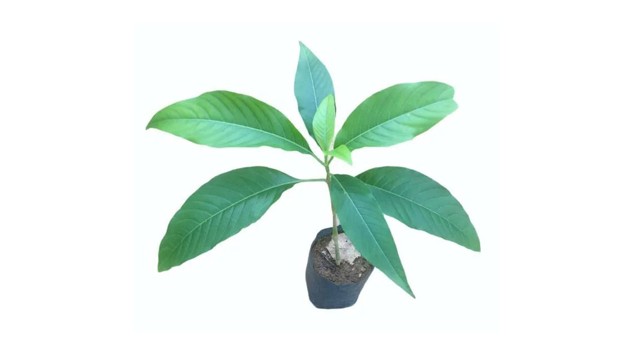Pawatta (Adathoda) Plants