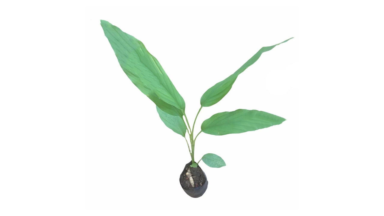 Lakpura Turmeric Plant