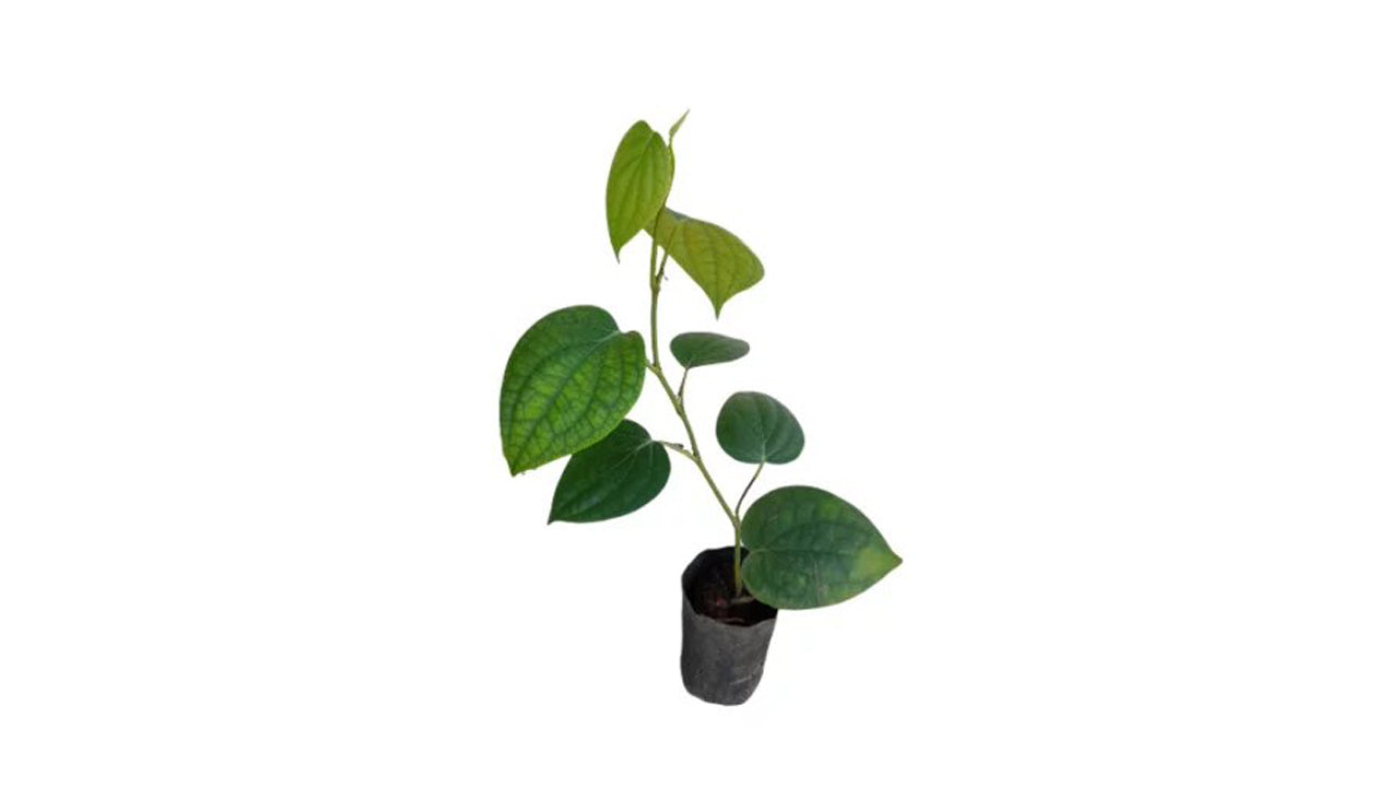 Vine Pepper (Wel Gammiris) Plants