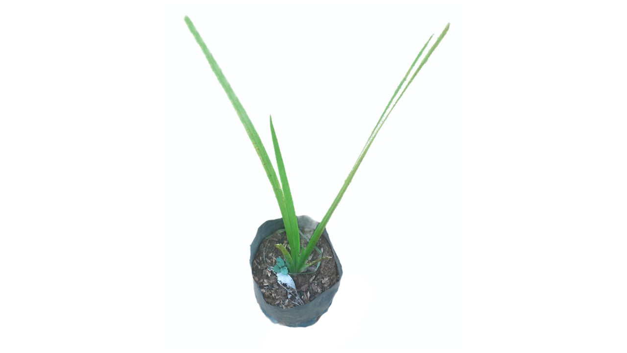Lakpura Wild Turmeric (Sweet Flag) Plant