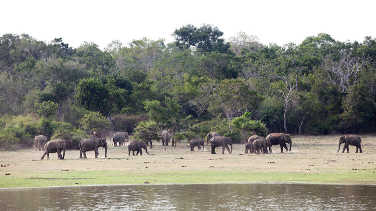 Safari from Lahugala