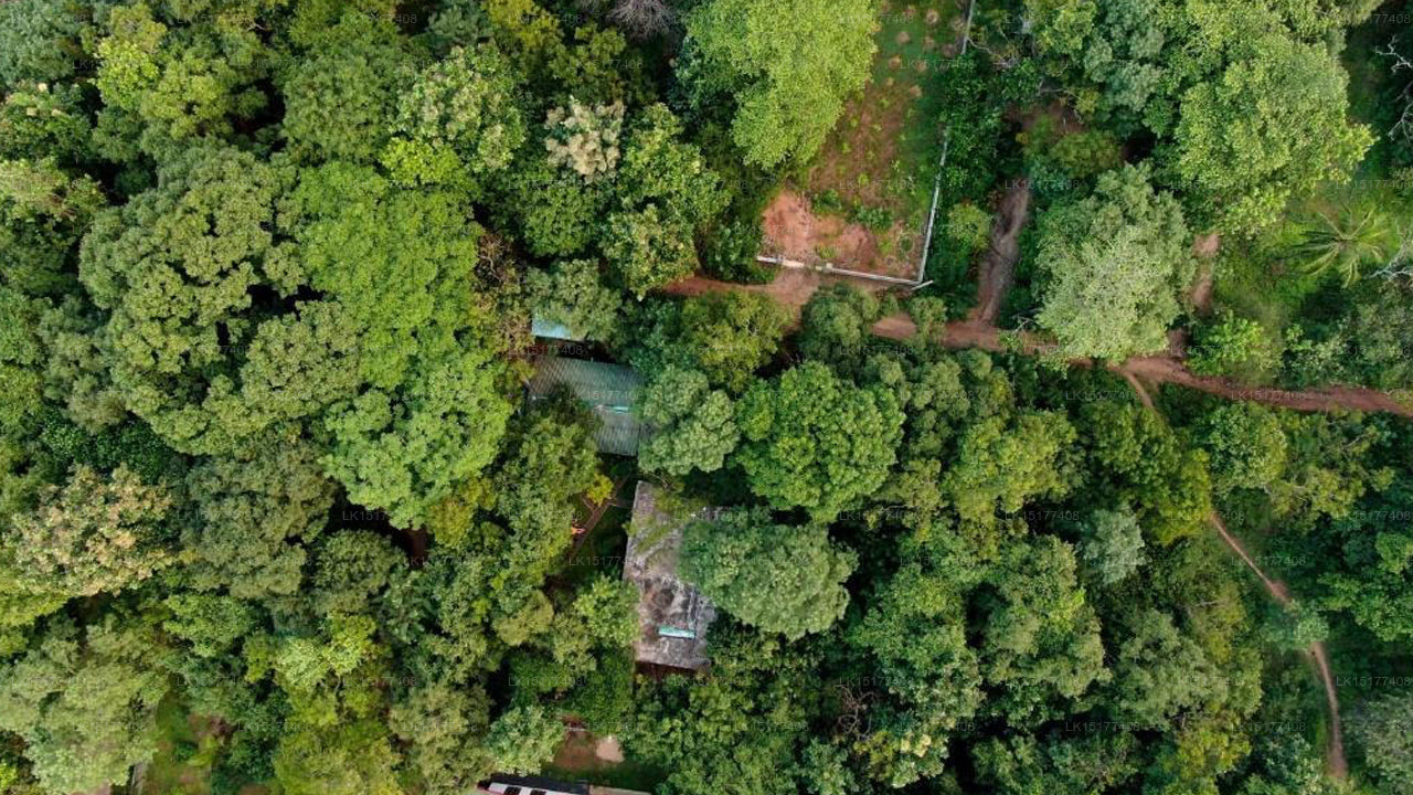 Woodsy Villa, Sigiriya