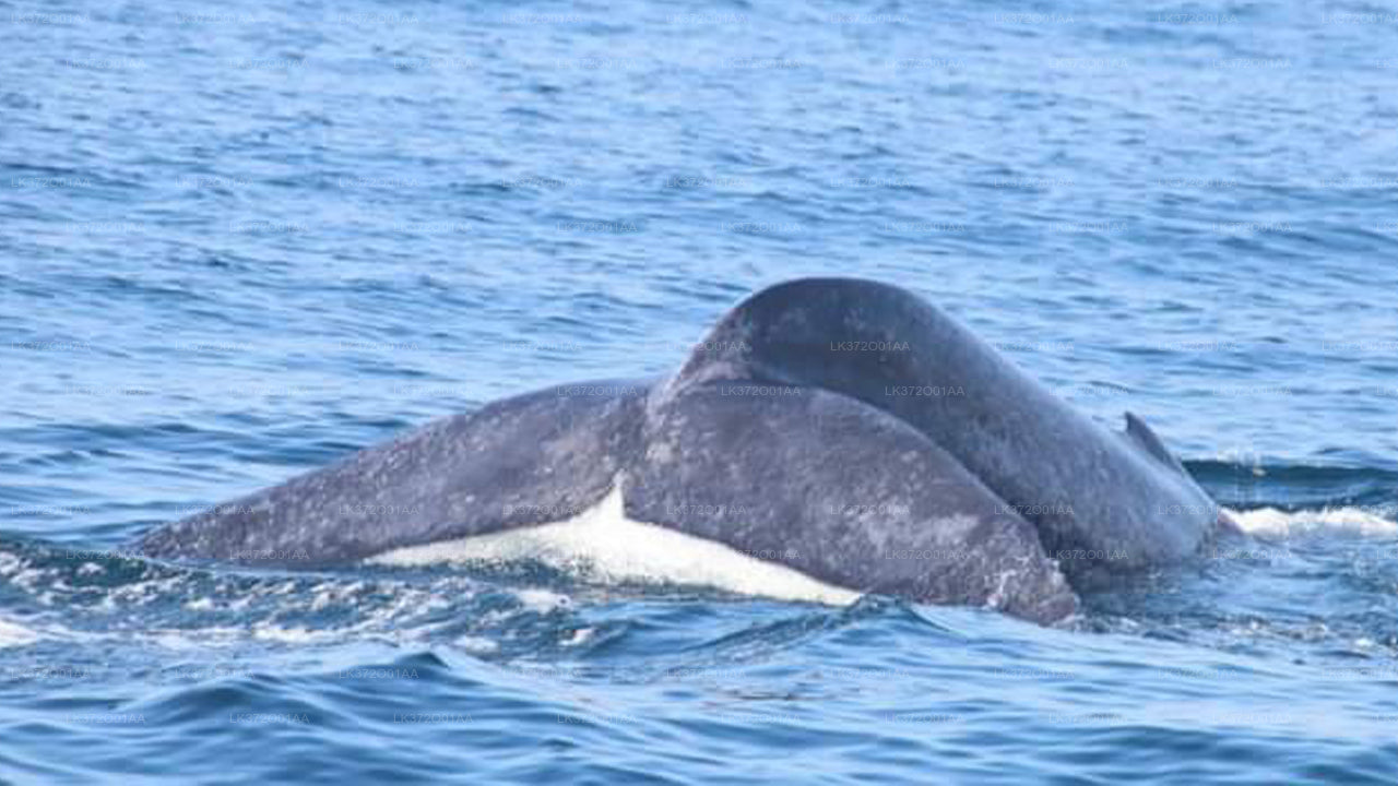 Whale Watching from Balapitiya on Shared Boat