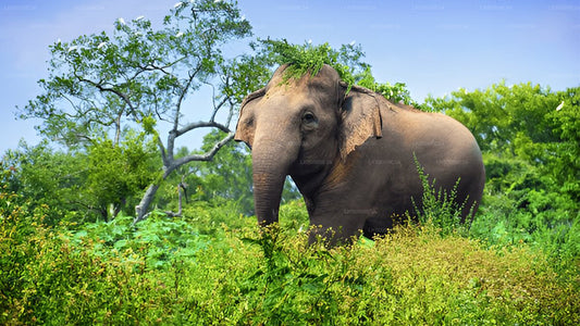 Private Tour from Unawatuna to Ella with Udawalawe Safari