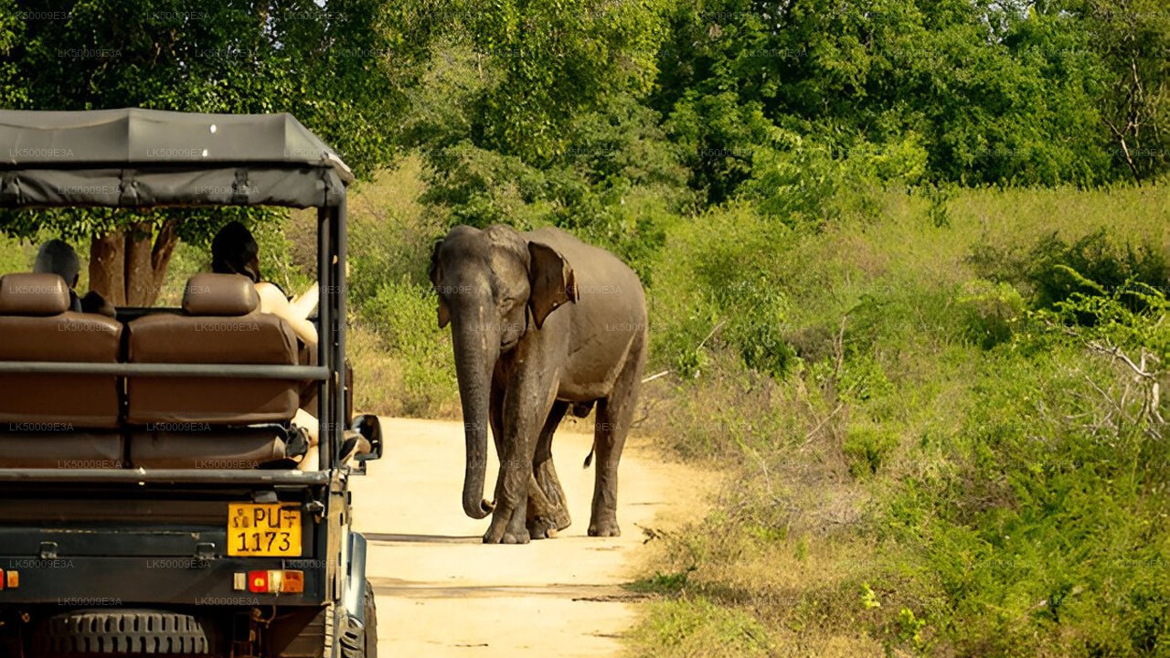 Private Tour from Unawatuna to Ella with Udawalawe Safari