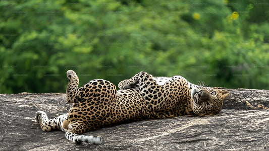 Private Tour from Galle to Ella with Yala Safari