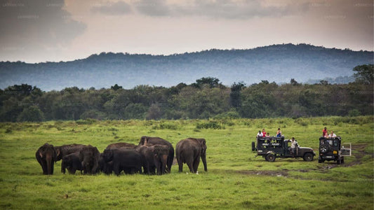 Private Tour from Ella to Hiriketiya with Udawalawe Safari