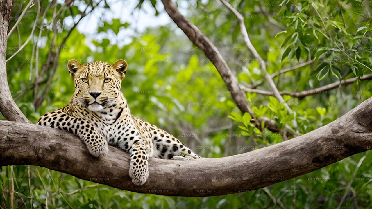 Private Tour from Ella to Galle with Yala Safari