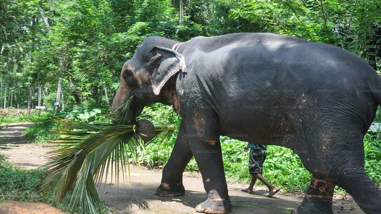 Визит из Китулгалы в Фонд «Слоны тысячелетия»
