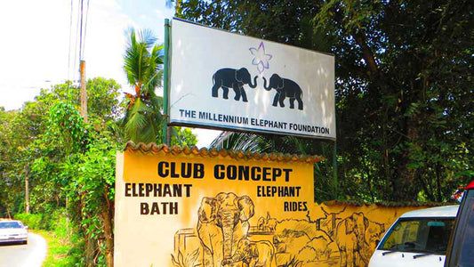 Входные билеты в Фонд слонов тысячелетия