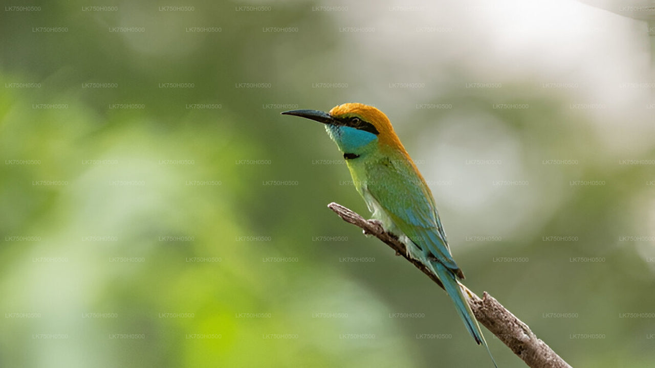 Birdwatching Safari in Udawalawe National Park from Colombo