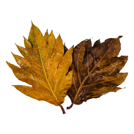 Lakpura Dried Breadfruit Leaves (20 Leaves)