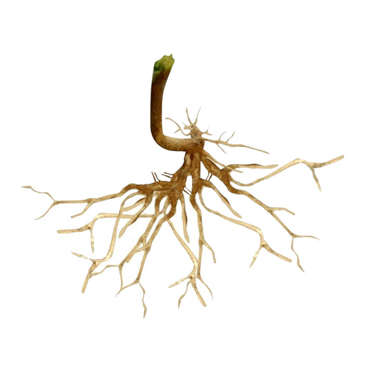 Lakpura Dehydrated Kuppameniya (Acalypha Indica) Roots (80g)