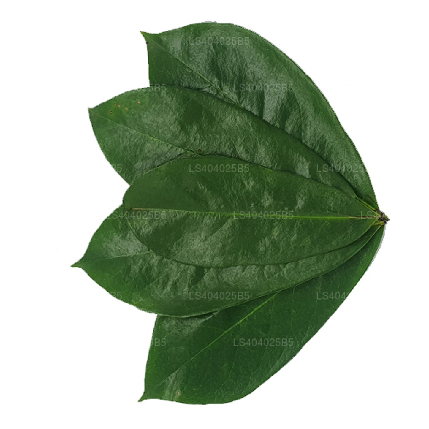 Свежевысушенный сметанник (Аннона Муриката) 400 листьев