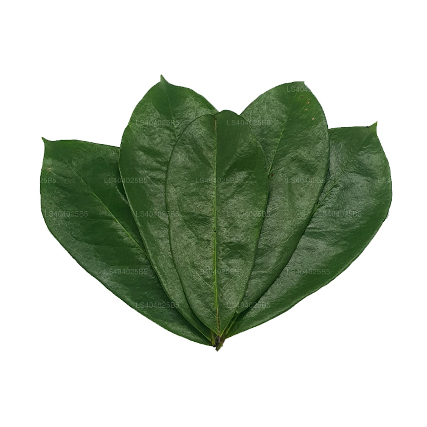Свежевысушенный сметанник (Аннона Муриката) 400 листьев