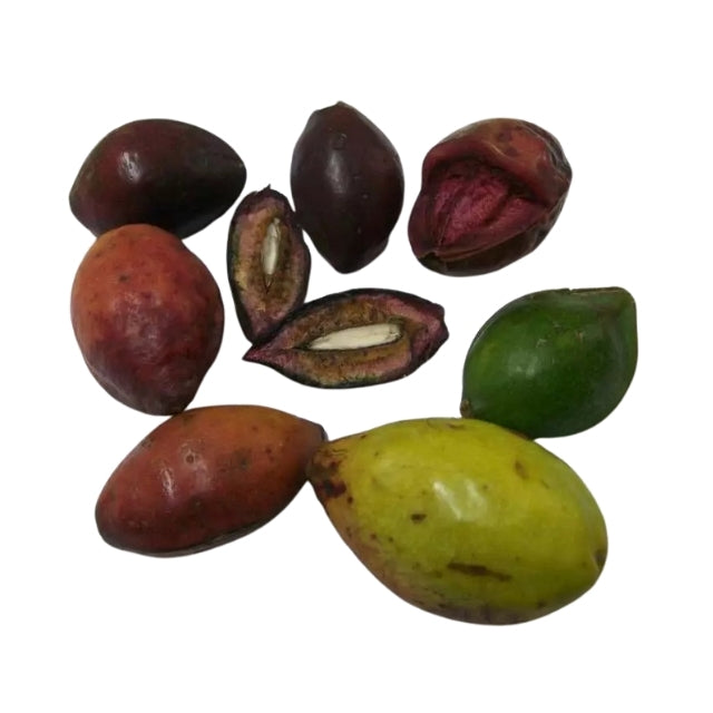 Семена Terminalia Catappa Viable (Коттамба)