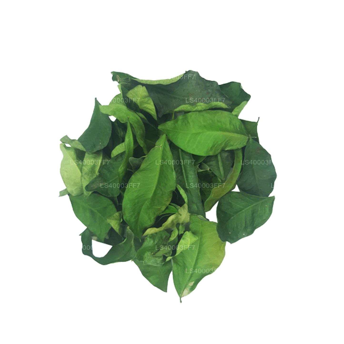 Обезвоженные листья Лакпуры Яки Наран (Atalantia Ceylanica) (100 г)