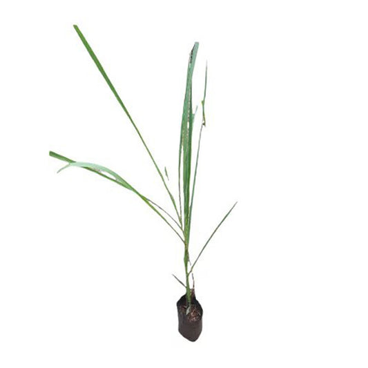 Sugarcane (උක්) Fruit Plant