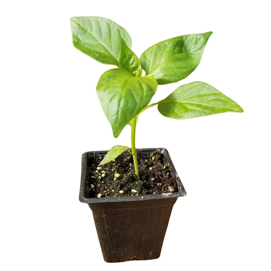 Lakpura Scotch Bonnet Plant