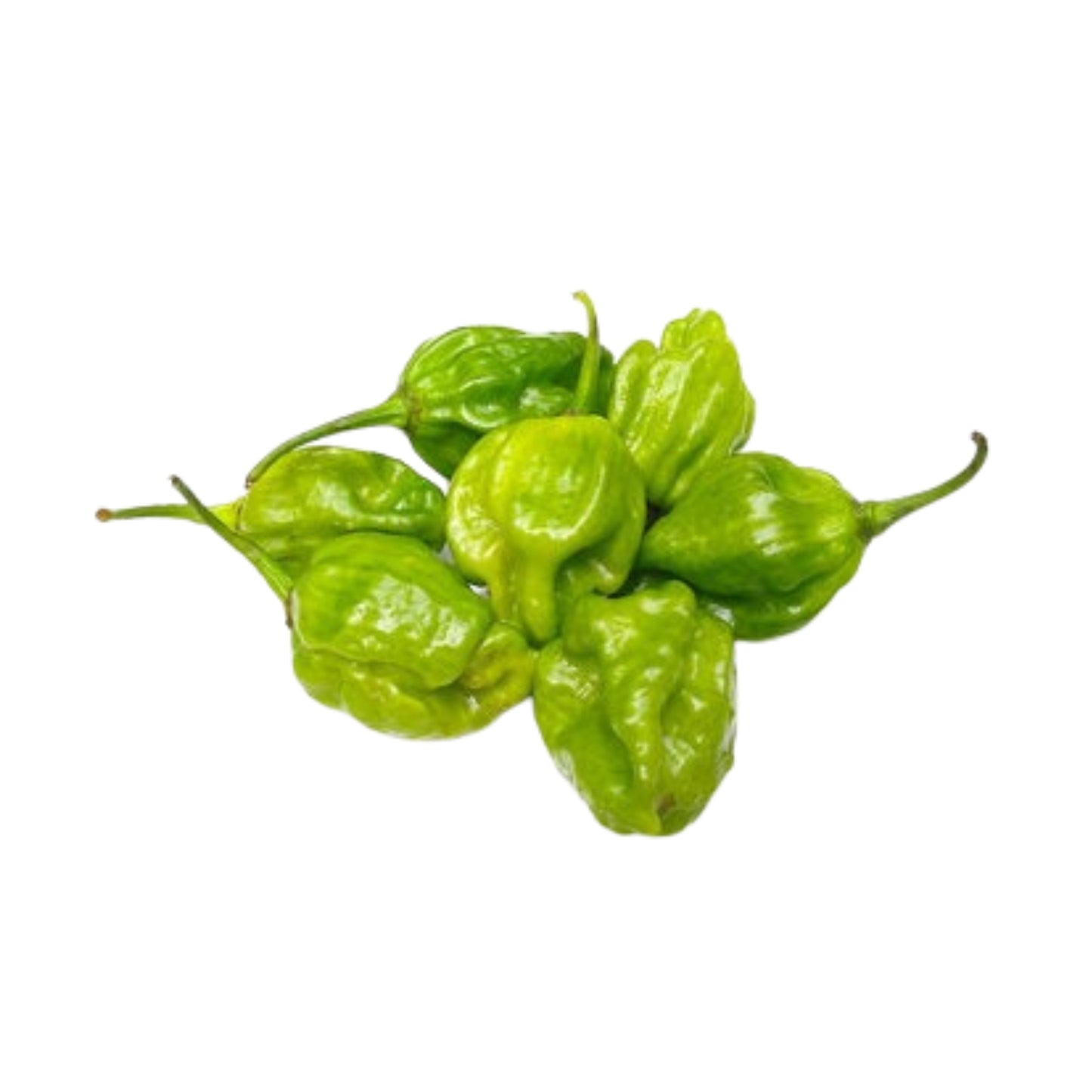 Lakpura Scotch Bonnet Plant