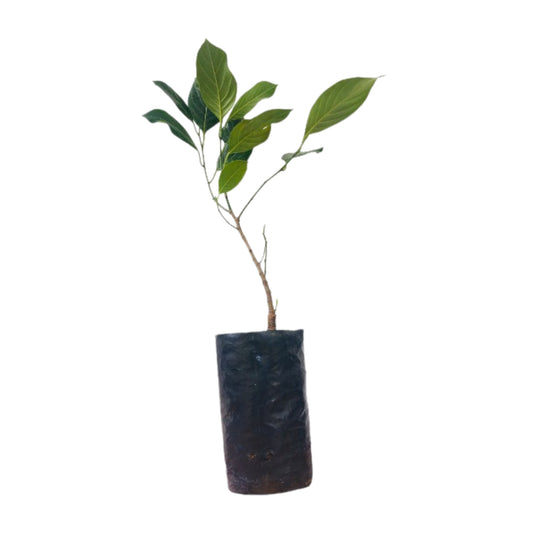 Thai Red Jackfruit Plant