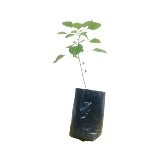 Lakpura Kuppameniya (Acalypha Indica) Plant